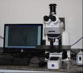 Capítulo 4 Materiais e Métodos microscopia eletrônica de varredura envolveu procedimento semelhante ao da análise por