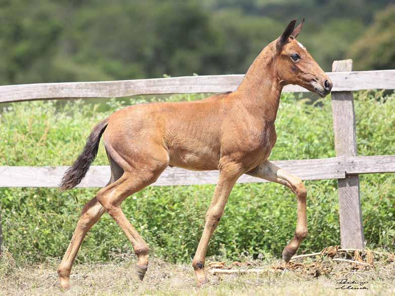 Místico Elfar Ákaro do Berço x Baetira da