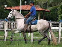 x Sistema Vale Sul Embrião a coletar com qualquer garanhão do