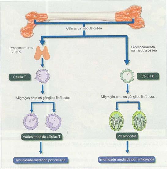 Origem dos Linfócitos - as células da medula óssea precursoras de linfócitos migram para o timo ou permanecem na medula óssea - as células que se diferenciam sob a influência do timo transformam-se