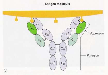 - a especificidade está relacionada com a estrutura química do antigénio e do anticorpo - os anticorpos têm tipicamente a forma de Y, sendo compostos por quatro cadeias polipeptídicas interligadas -