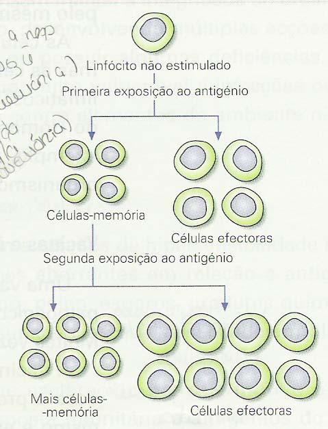 constante, que controla o modo como a molécula interactua com outros elementos do sistema imunitário e permite a ligação à membrana do linfócito B/receptor - em diferentes anticorpos a sequência de