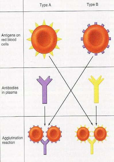 - sangue do grupo A as hemácias possuem aglutinogénios A nas suas membranas e o plasma contém aglutininas anti-b - sangue do grupo B as hemácias possuem aglutinogénios B e o plasma aglutininas anti-a
