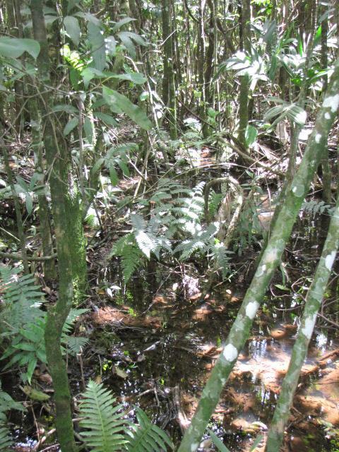 Por outro lado, em regiões onde a expansão agrícola e urbana provocaram a destruição da vegetação primitiva em grandes extensões territoriais, é comum pequenos trechos de Florestas de Brejo serem,