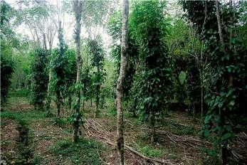 Componentes da definição -PFNM Floresta - Associação de plantas com componente de vegetação lenhosa (normalmente predominante) Árvores fora das florestas: árvores fora das florestas e outras terras