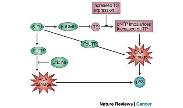 ANTI-METABÓLITOS (5-FLUOROURACIL 5-FU E CAPECITABINA) - Cardiotoxicidade pouco frequente, mas potencialmente letal -Incidência: 1,6 a 18% (5-FU) e 3 a 9%(Capecitabina) - Apresentação clínica