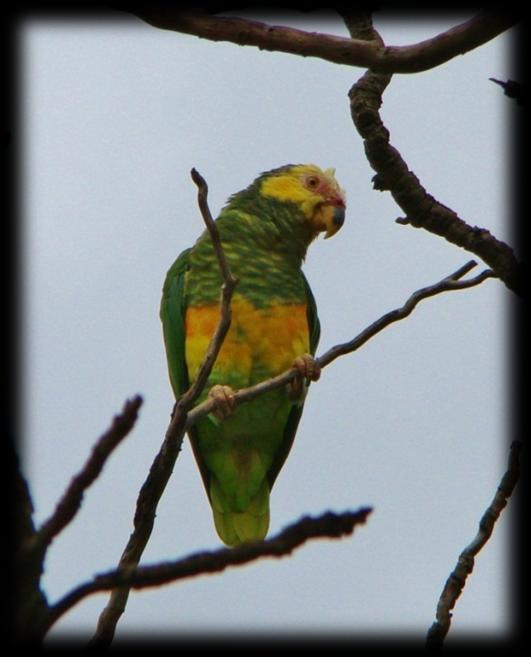 Figura 9. Papagaio-galego (Alipiopositta xanthops), observado na área 01, sítio 1 Vila Estrutural. (Foto: Quintas-Filho). Figura 10.
