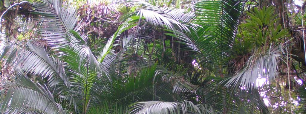 SDM & TerraView Euterpe edulis Influência das variáveis bioclimáticas para a distribuição da palmeira Euterpe edulis Mar. (Juçara) 1.