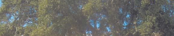 O sobreiro (Quercus Suber) Família: Fagáceas Género: Quercus 30 milhões de anos Geneticamente complexo e com