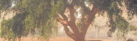 gigantes e idades entre 150 a 200 anos Produção média de árvore adulta normalmente desenvolvida: 40 a 60 kg de cortiça