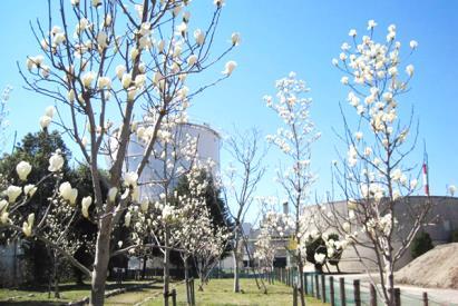 Desta vez, vamos apresentar os locais para apreciar as flores da primavera. Maiores informações no Setor Toshi Shisetsu-ka 0584-47-8409.