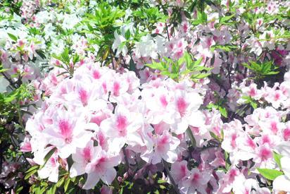 Com cerca de 200 magnólias plantadas no local, é possível dar um passeio apreciando as flores brancas e vermelho-púrpuras de 10 a 15 centímetros que florescem