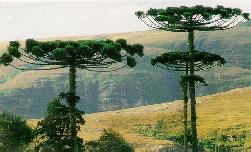 A É uma principal formação vegetação espécie que remanescente, é o dizem pinheiro-do-paraná, ser homogênea dita como fóssil, a e Araucaria aberta, angustifolia, com atestando o domínio