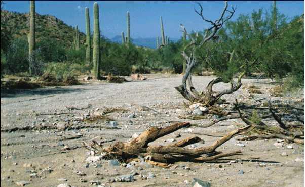 Xerófilas: vegetais típicos de áreas onde a umidade é pequena