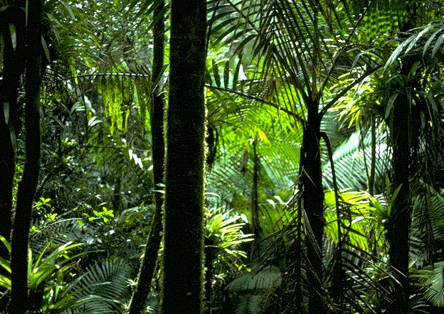 3.2.1 Floresta tropical do interior Ocorre entre a mata atlântica e o cerrado.