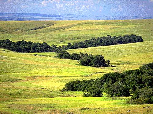 o campo cerrado, onde domina o