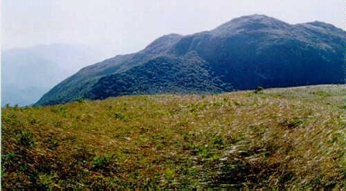 os campos de altitude ou rupestres do Sudeste, que