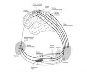 No início da década de 1970, duas teorias de controle e aprendizagem rivalizaram-se (a teoria de circuito aberto e a teoria de circuito fechado), o que ficou conhecido como debate