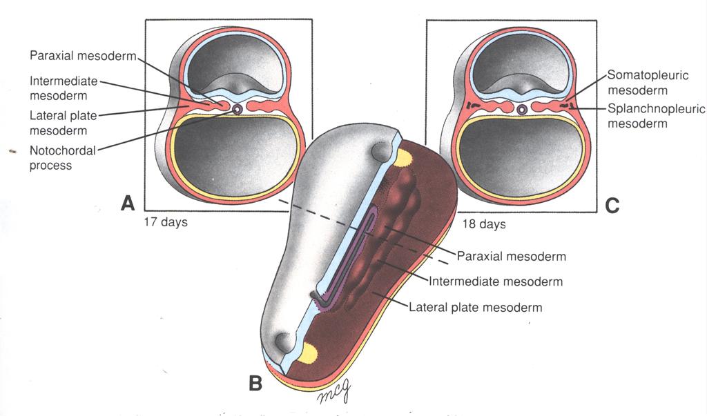 Mesoderma