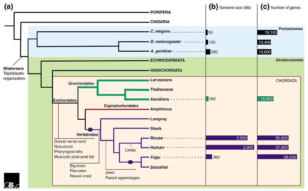 A phylogeny of chordate evolution.