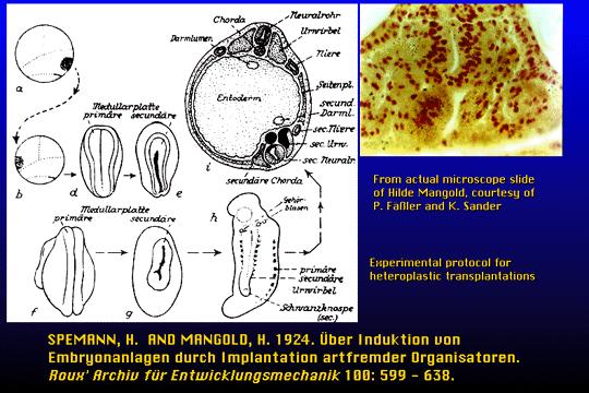 Spemann: Teoria