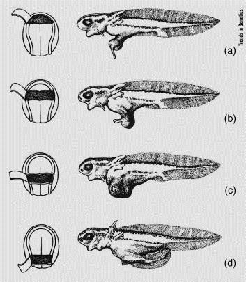 FIGURE 3. Regional specificity of organizer induction. Transplantations were carried out using newt neurulae (left) as donors.