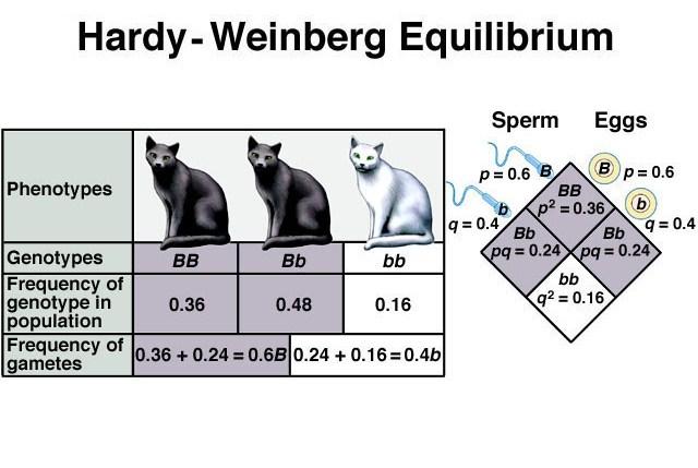 Evolução Estocasticidade (Acaso) e Determinismo (Seleção natural) Os fatores evolutivos e a dinâmica populacional Equilíbrio de Hardy-Weinberg (EHW) (p + q) 2 = p 2 + 2pq + q 2 Professor Fabrício R