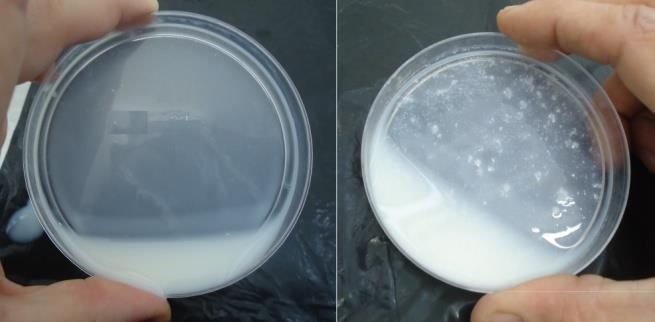 2 Figura 2: Leite normal (esquerda), e leite instável (direita).