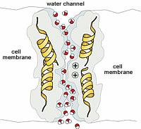 TRANSPORTE ATRAVÉS DA MEMBRANA TRANSPORTE DA ÁGUA Aquaporina No caso da água, apesar dela poder atravessar a membrana