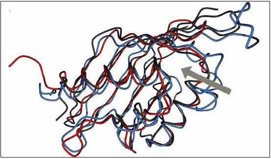 37 Figura 6: Superposição das estruturas tridimensionais das moléculas: steroid-delta-isomerase, fator de transporte nuclear-2 e scytalone desidratase.