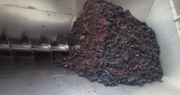 Figura 4 - Operação de desengaçamento. 3. Prensagem pneumática: A uva esmagada com destino a vinho branco e rosé vai para a prensa pneumática.