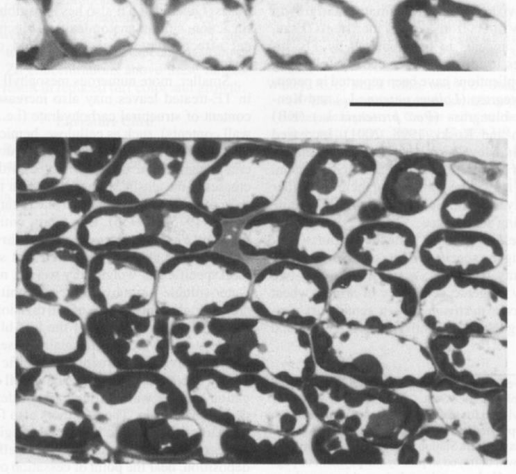 / mm 2 (Poa pratensis L.) (x 100).