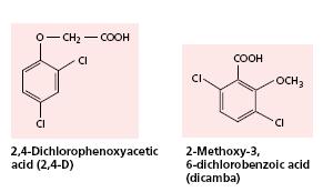 Auxinas Auxinas sintéticas 2,4 D: ácido 2,4 diclorofenoxiacético