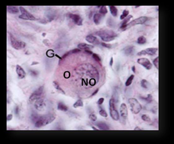 28 Figura 4: Folículo primordial (caprino) G células da granulosa, O oócito, NO núcleo do oócito.