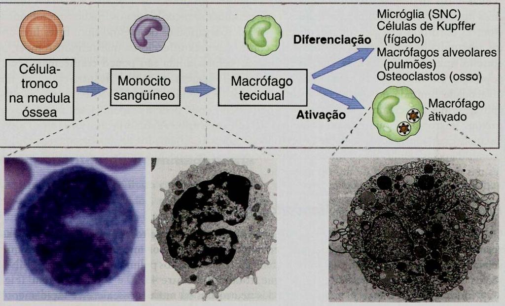 Fagocitose Macrófagos