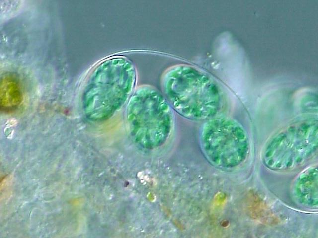 Reino Protoctista- microalgas Imagem: NEON_ja/Wikimedia