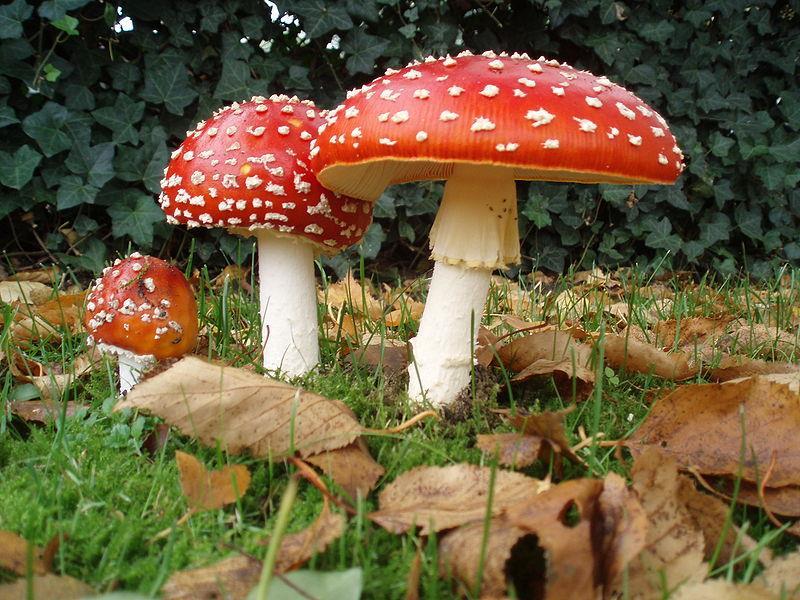 Reino Fungi fungo: cogumelo Imagem: Onderwijsgek /