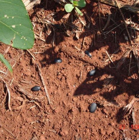 Interferência das plantas daninhas na