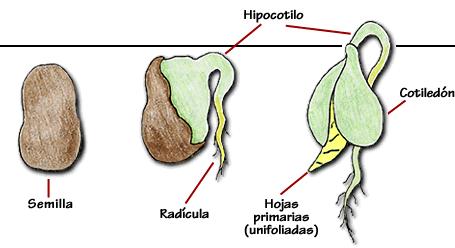 SUPERFÍCIE DO SOLO hipocótilo