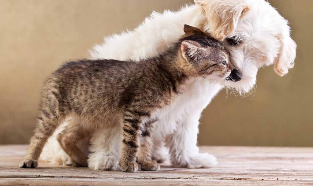 FÓRMULA NATURAL A família Fórmula Natural veio da paixão por cães e gatos. É a tradução, em alimentação Super Premium, de respeito a estes membros maravilhosos que compõem nossas famílias.