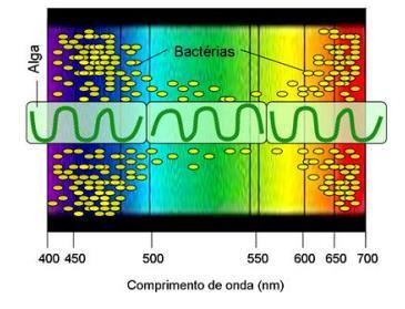 Podemos verificar, analisando o gráfico, que ambas as clorofilas possuem dois picos de absorção: um mais elevado, na faixa do violeta, e um outro menor, na faixa do vermelho.