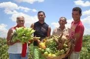 ambiente: A agricultura familiar produz grande parte dos