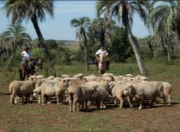 Projeto RS Biodiversidade