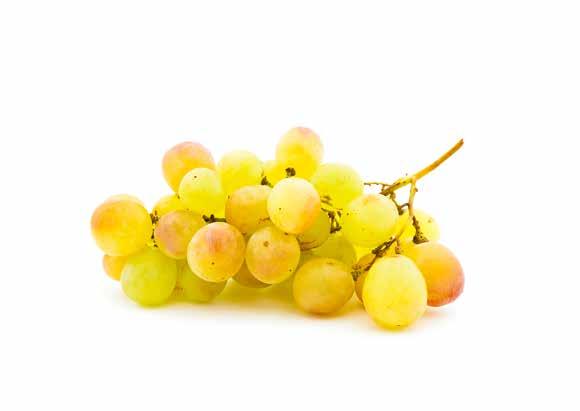 Brancas Riesling Nativa da Alemanha, a Riesling é uma uva cultivada há milhares de anos.
