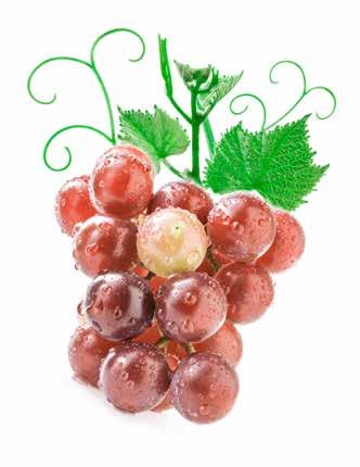 Brancas Gewürztraminer Esta é uma variedade de uva que produz os vinhos mais aromáticos de todo o mundo, sendo facilmente