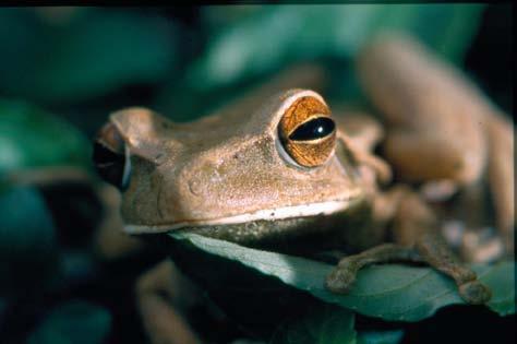 Ela se parece com Hypsiboas faber, mas suas dimensões são mais modestas (6.8.26).