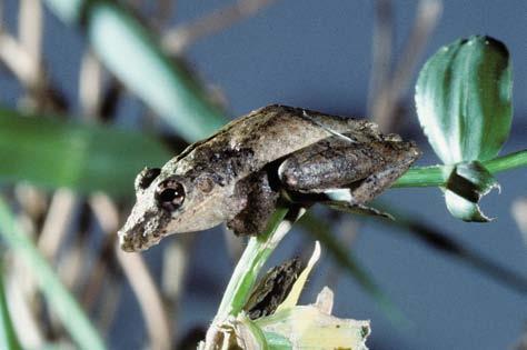 Scinax nebulosus Scinax nebulosus coloniza florestas de baixa altitude, até 600 metros, inclusive na Reserva (6.8.29).