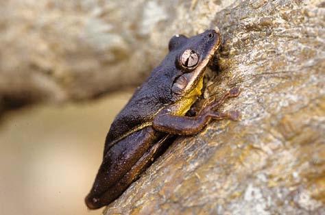 346 Scinax eurydice Perereca-de-banheiro Scinax eurydice ou perereca-de-banheiro é uma espécie arborícola na qual os machos medem de 29 a 41 mm e as fêmeas de 37 a 44 mm.