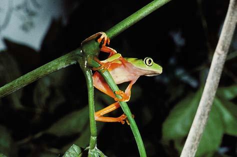 Anfíbios (Lissamphibia) da Reserva biológica de pedra talhada 6.