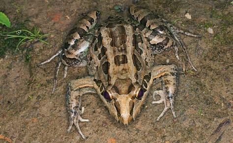 Leptodactylidae Esta família é composta de 3 subfamílias, 14 gêneros e 200 espécies, cujos representantes colonizam principalmente o continente americano, mais particularmente a América Central e a